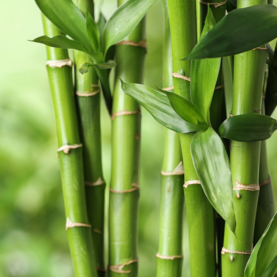 Bambus: Die nachhaltige Wahl
